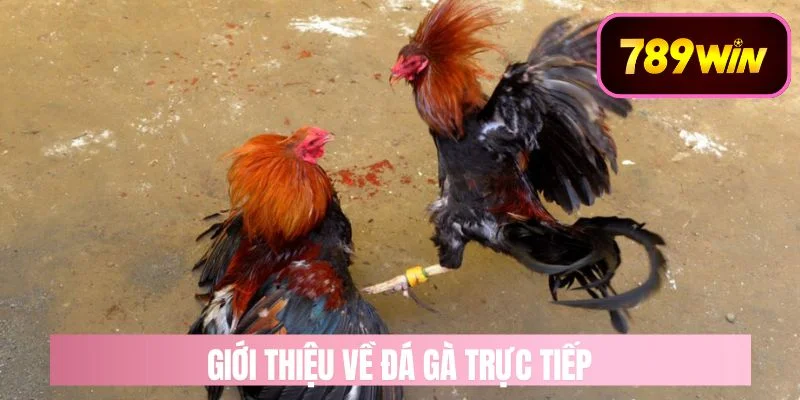 Giới Thiệu Về Đá Gà Trực Tiếp