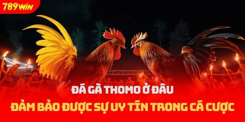 đá gà thomo ở đâu